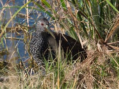 Pardirallus maculatus