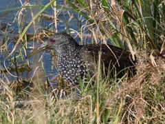 Pardirallus maculatus