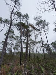Coccothrinax scoparia