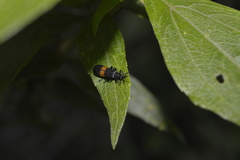 Falsopolemius