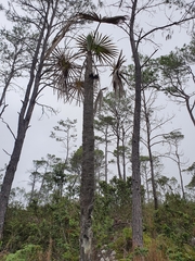 Coccothrinax scoparia