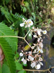 Begonia cooperi