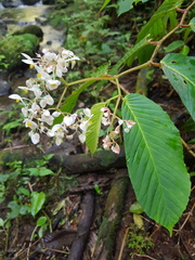 Begonia cooperi