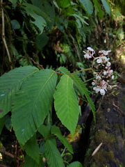 Begonia cooperi