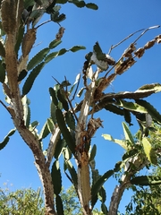 Dendrocereus undulosus