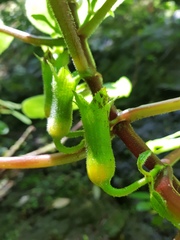 Solenophora calycosa