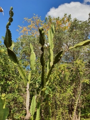 Dendrocereus undulosus