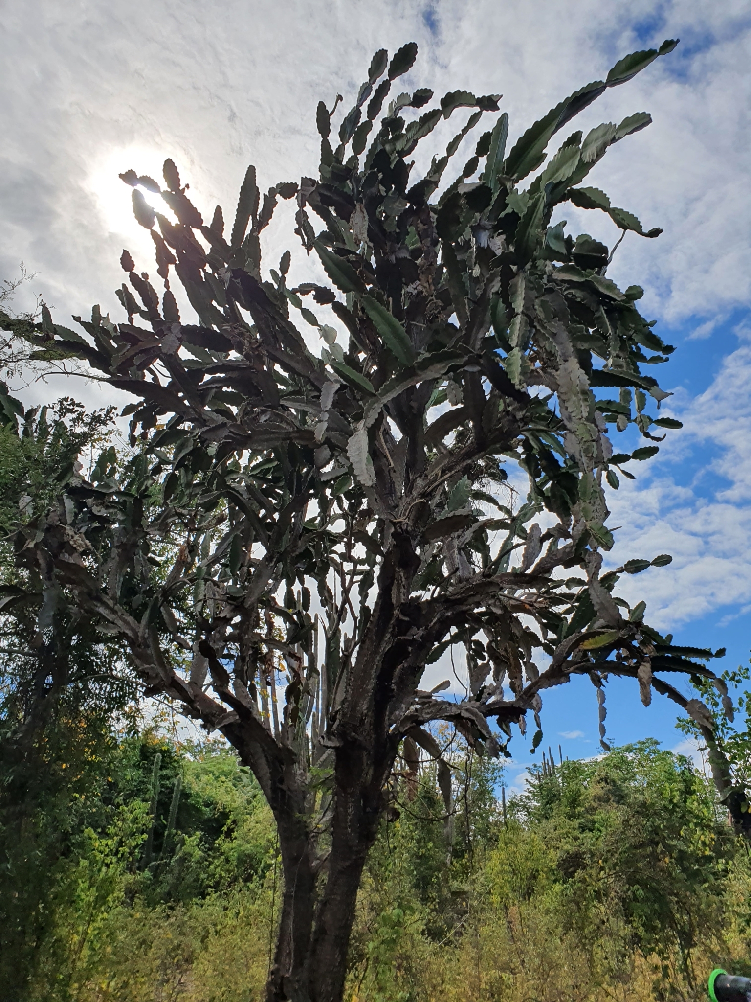 Dendrocereus undulosus