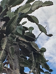 Dendrocereus undulosus