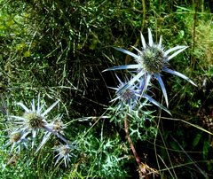 Eryngium bourgatii