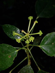 Dendropanax