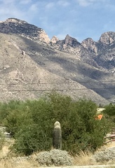 Carnegiea gigantea