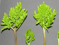 Sceptridium robustum