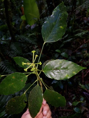 Dendropanax