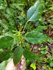 Dendropanax