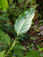 Dendropanax