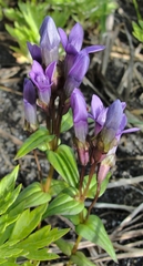Gentianella auriculata