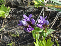 Gentianella auriculata