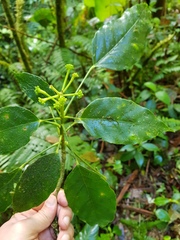 Dendropanax