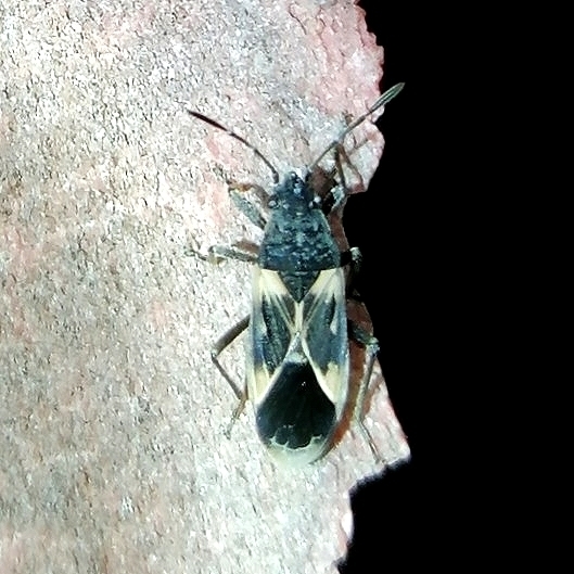 Oxygranulobaphus willinki