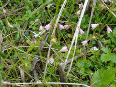 Linnaea borealis borealis