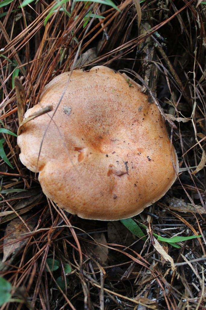 Lactarius deliciosus · June 2020 · photo: © criscolodel (iNaturalist, cc-by)