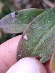 Rhododendron viscosum image