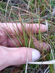 Xyris stenotera