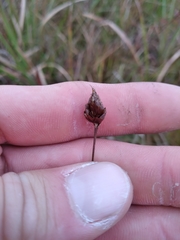 Xyris stenotera