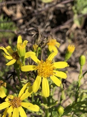 Senecio riddellii