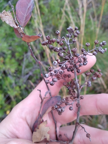 maleberry (Lyonia ligustrina)