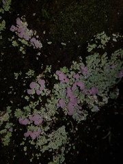 Phyllobaeis imbricata