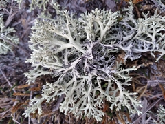 Cladonia perforata
