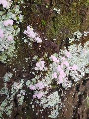 Phyllobaeis imbricata