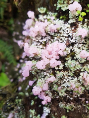 Phyllobaeis imbricata