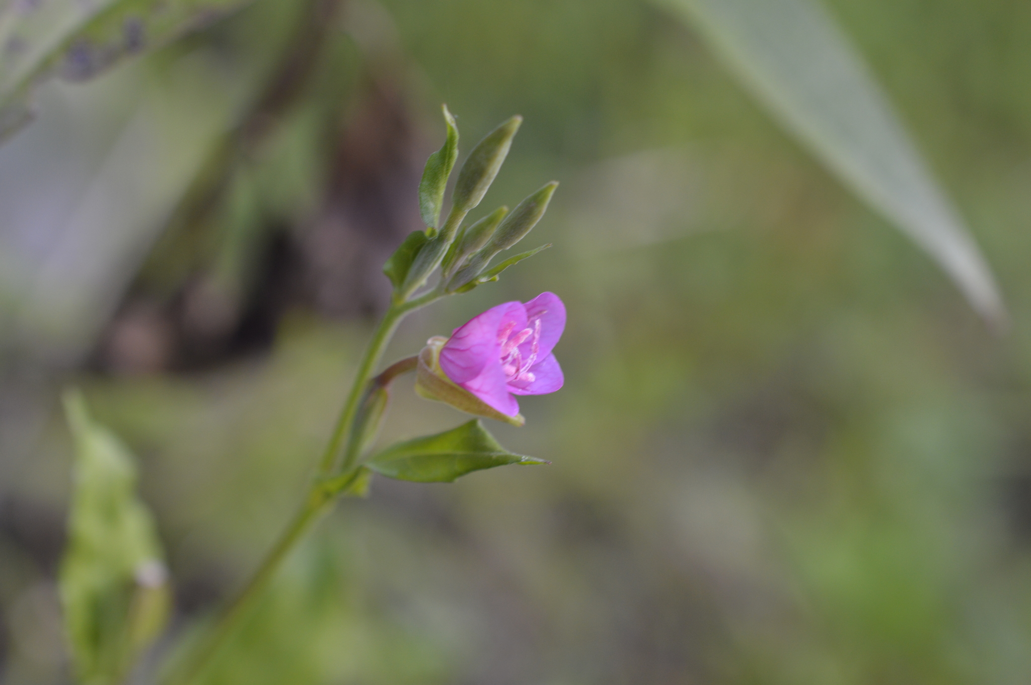 Oenothera rosea image