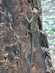 Anolis