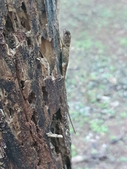 Anolis