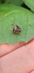 Tessarecphora arachnoides