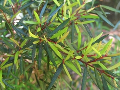 Myrceugenia lanceolata