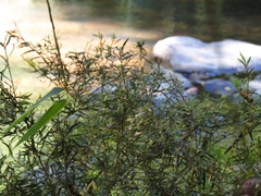 Myrceugenia lanceolata