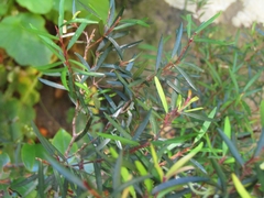 Myrceugenia lanceolata