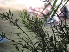 Myrceugenia lanceolata