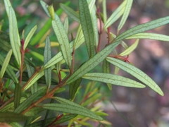 Myrceugenia lanceolata