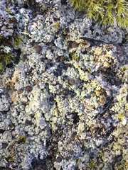 Lecanora sierrae