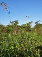 Sorghum arundinaceum