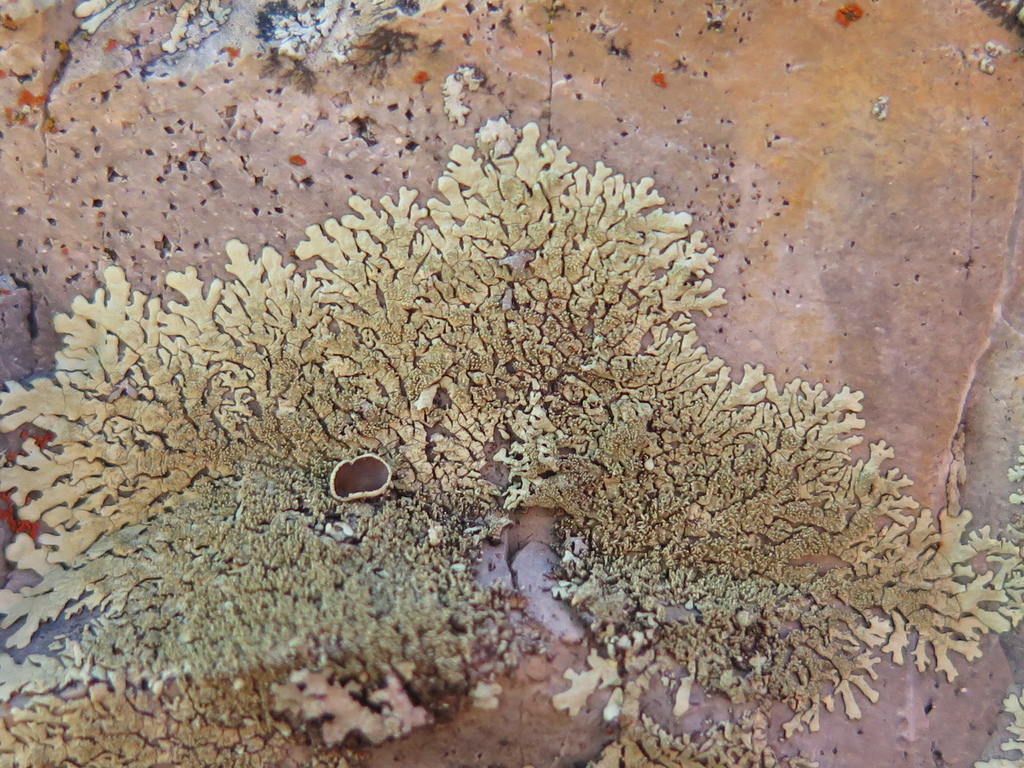 Xanthoparmelia pseudocongensis