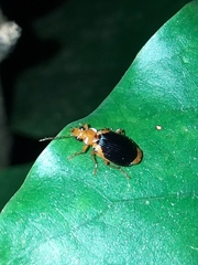 Lebia xanthopleura