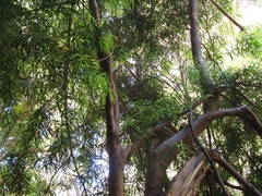 Podocarpus salignus