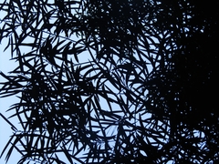 Podocarpus salignus